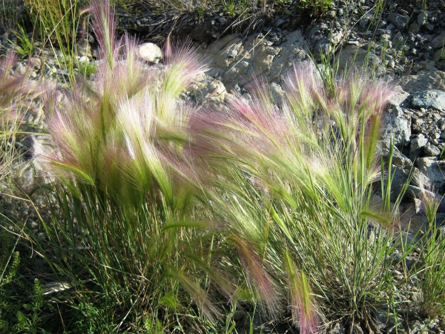 Ковыль волосатик Stipa capillata