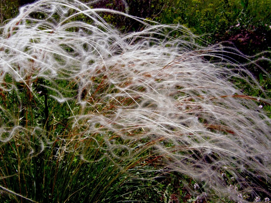 Ковыль Лессинга семена