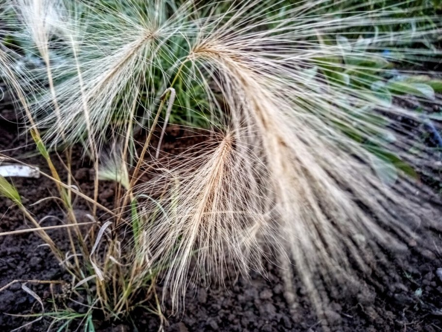 Ковыль ячмень гривастый (Hordeum jubatum)