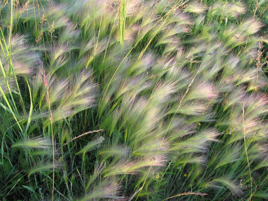Ячмень гривастый hordeum jubatum