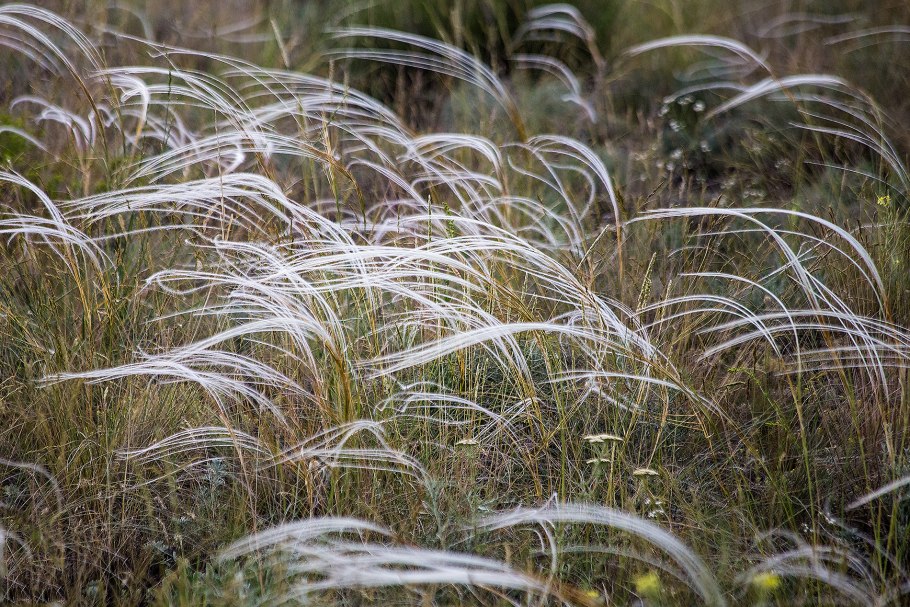 Ковыль Stipa tenuissima