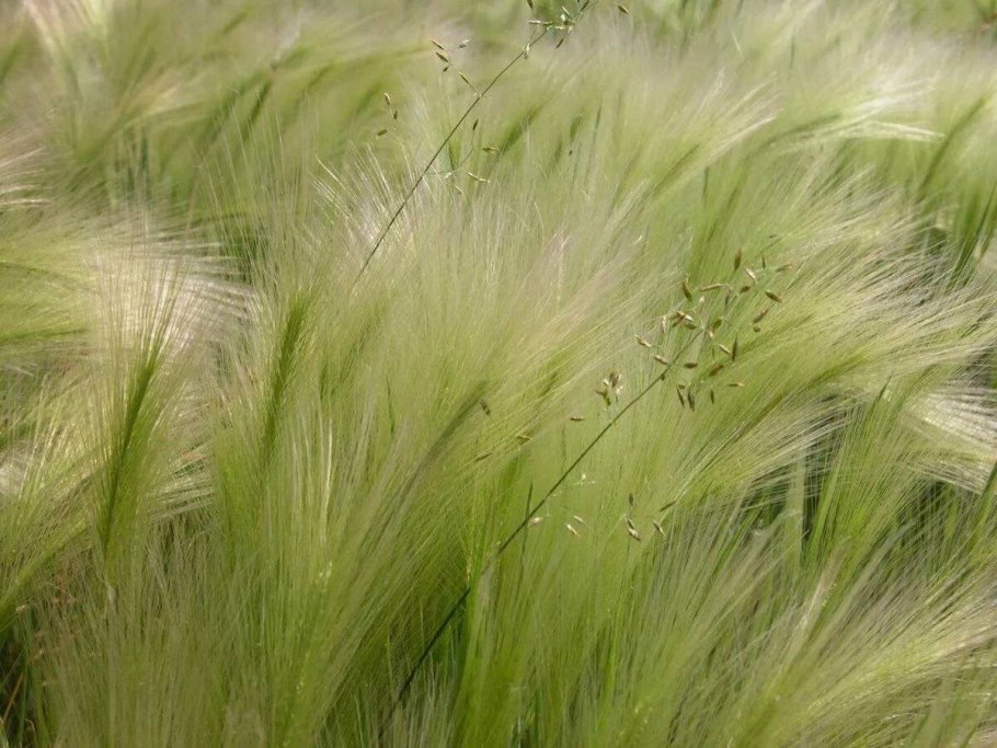 Ковыль Иоанна