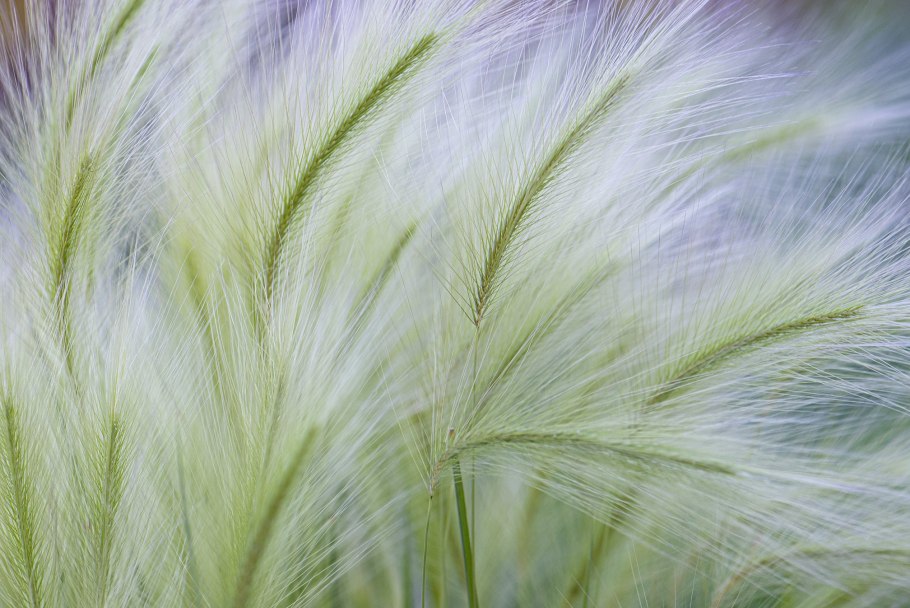 Ковыль (Stipa)