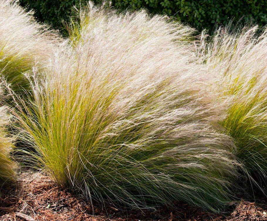 Ковыль тончайший (Stipa tenuissima) "Angel hair"