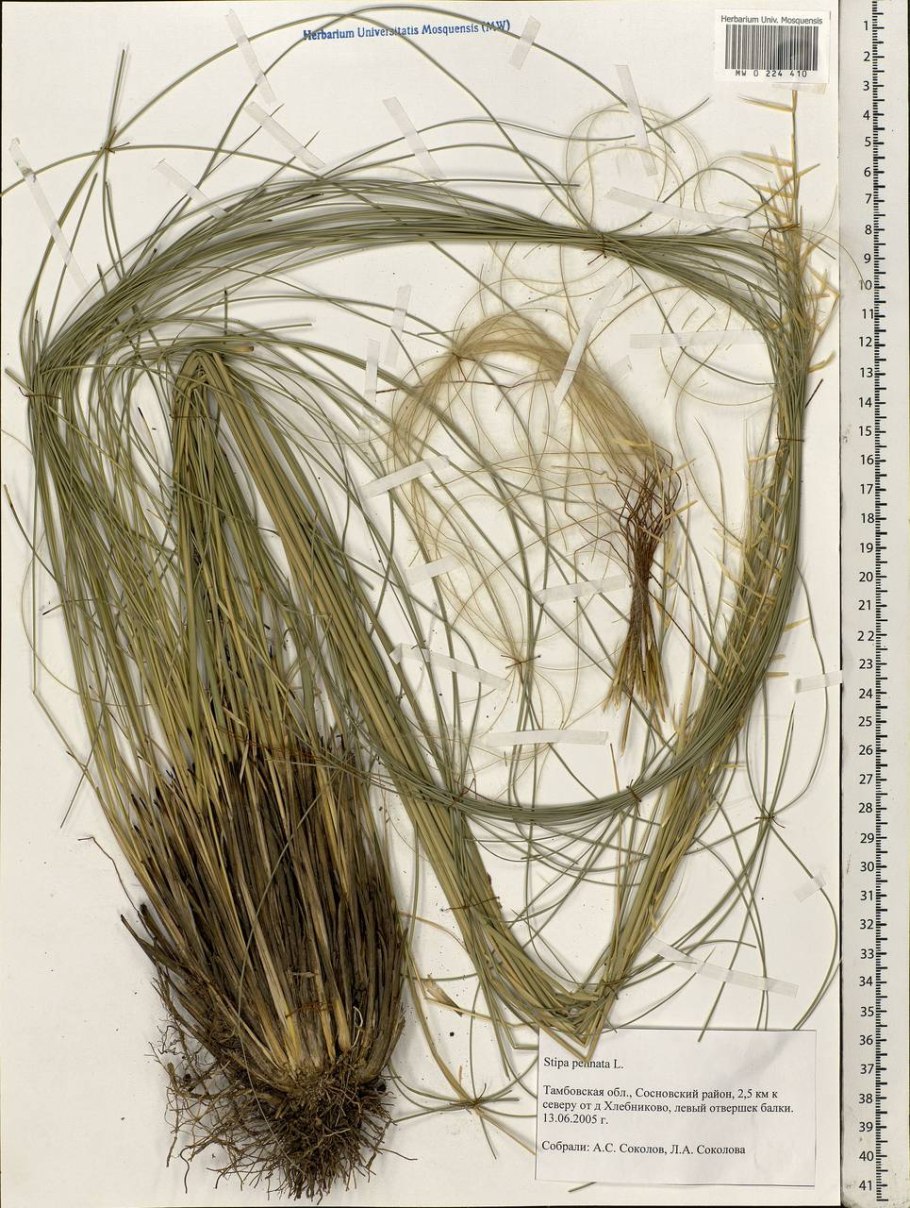 Ковыль перистый соцветие