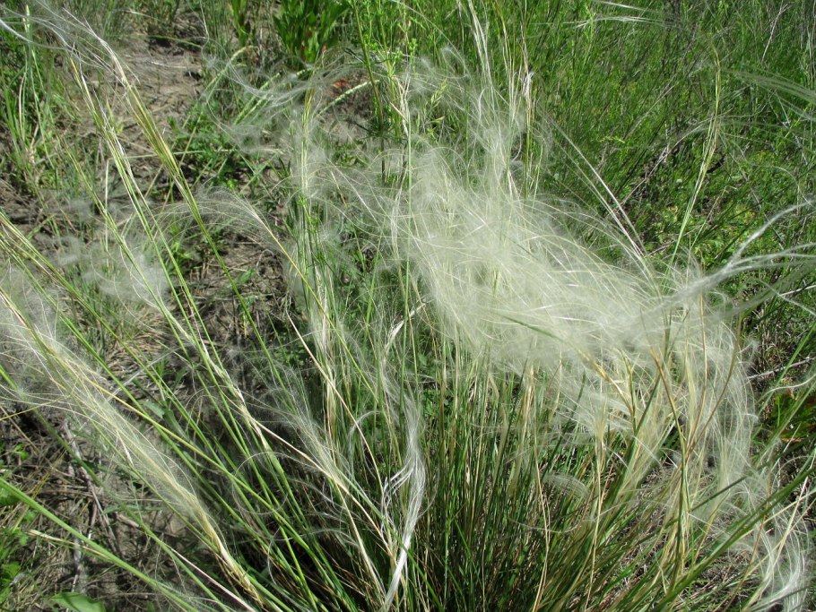Ковыль перистый (Stipa pennata l.)
