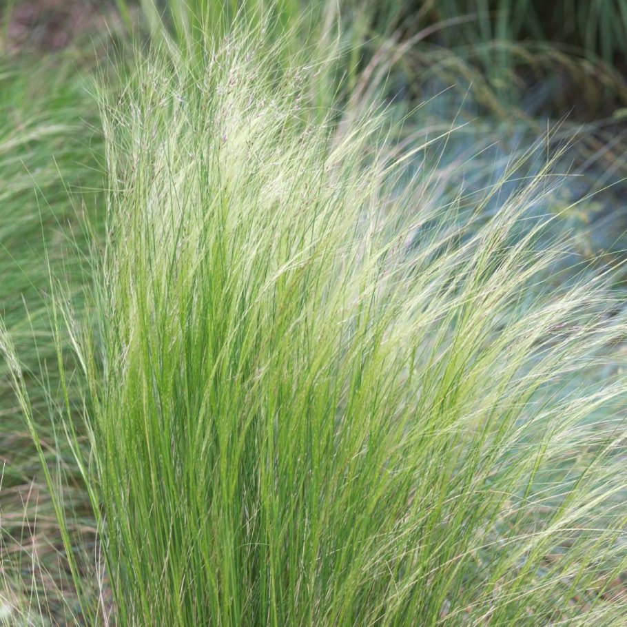 Ковыль (stipa)