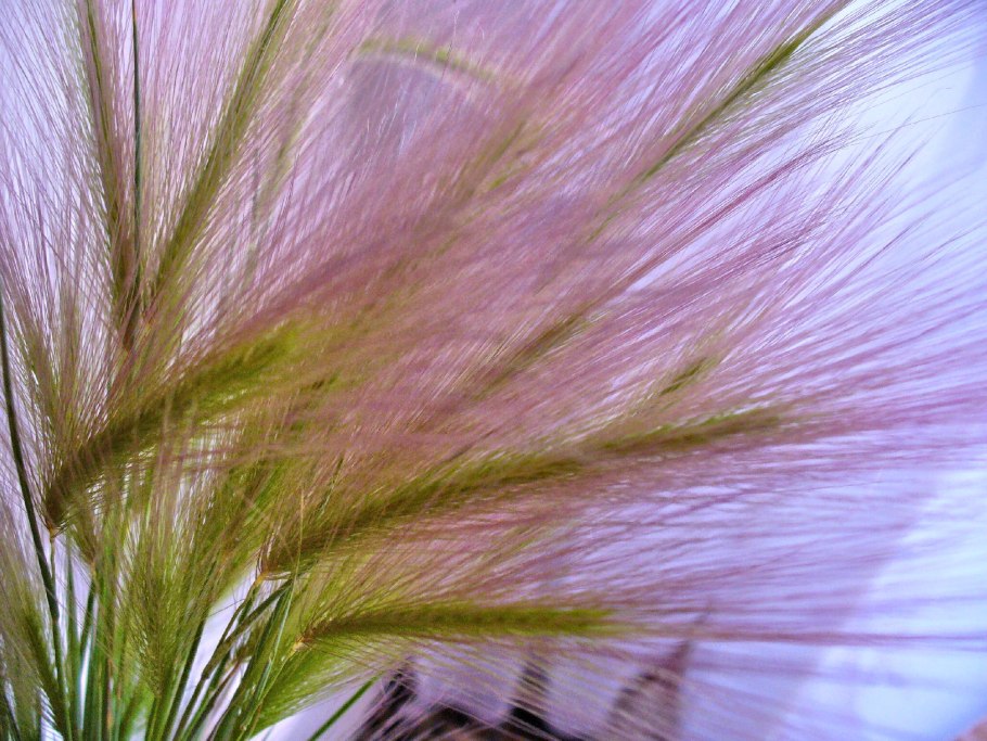 Ковыль ячмень гривастый (Hordeum jubatum)