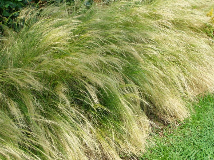 Ковыль stipa tenuissima