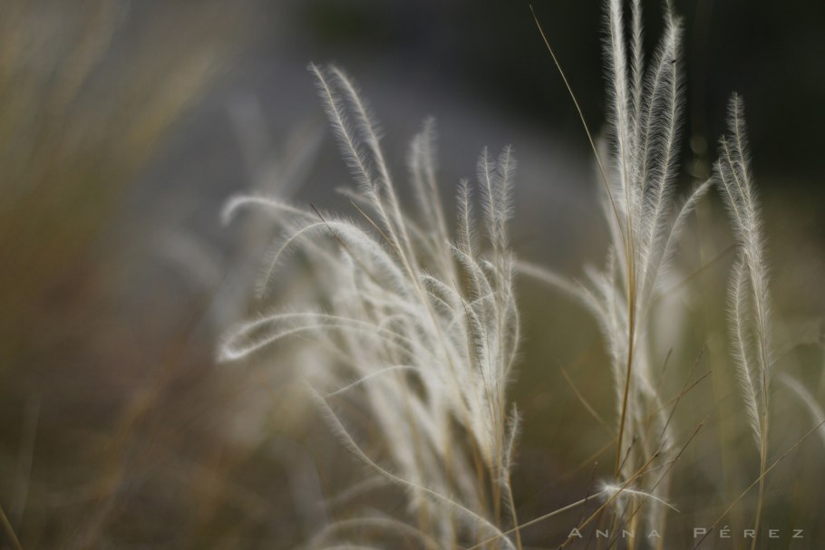 Ячмень гривастый (Hordeum jubatum)