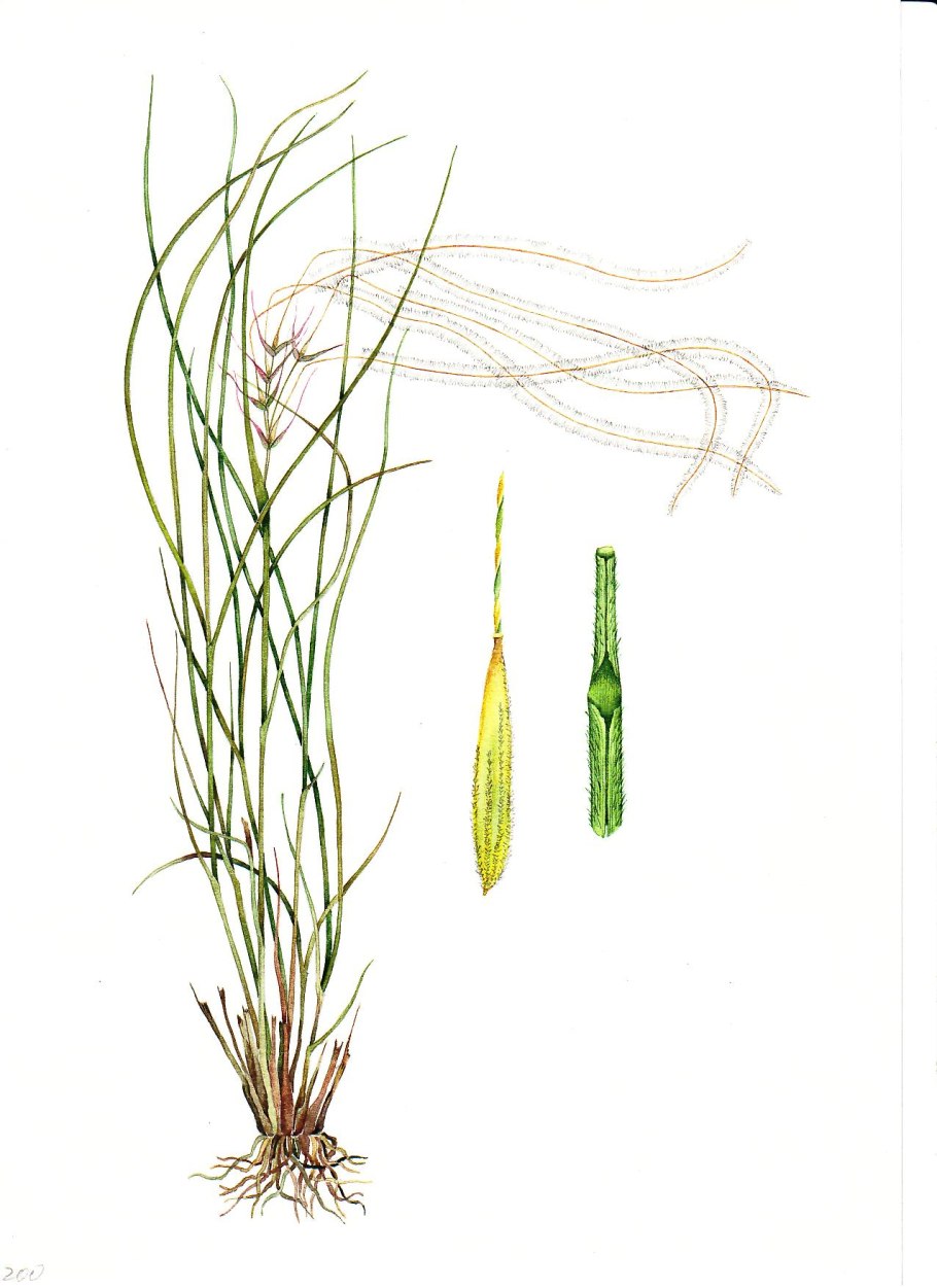 Ковыль волосатик Stipa capillata