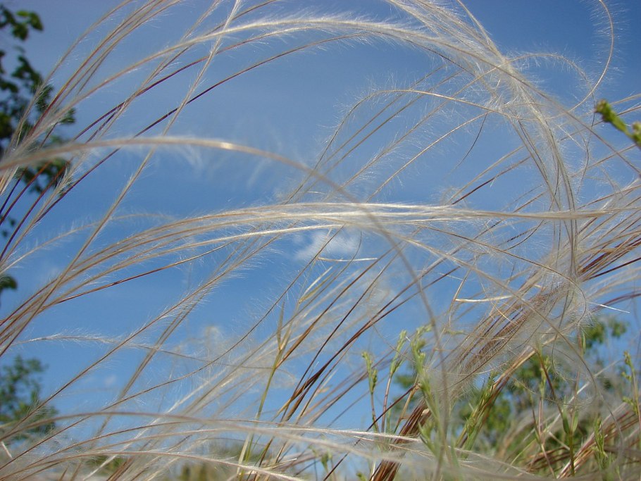 Ячмень гривастый (Hordeum jubatum)