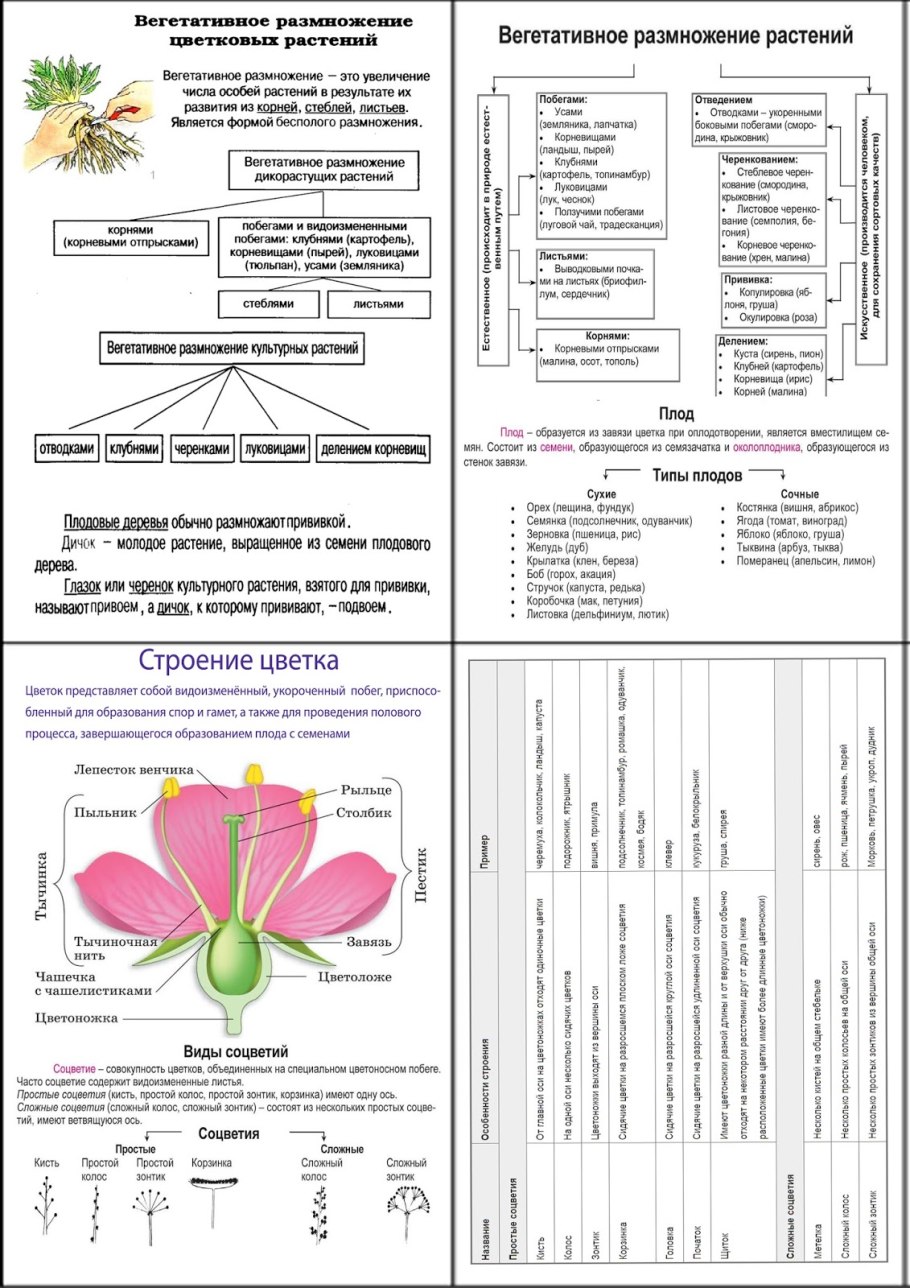 Схема обрезки клубники