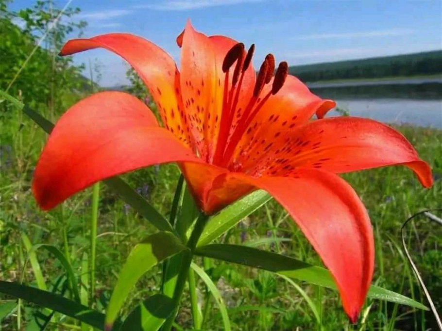 Лилия пенсильванская Даурская Lilium pensylvanicum