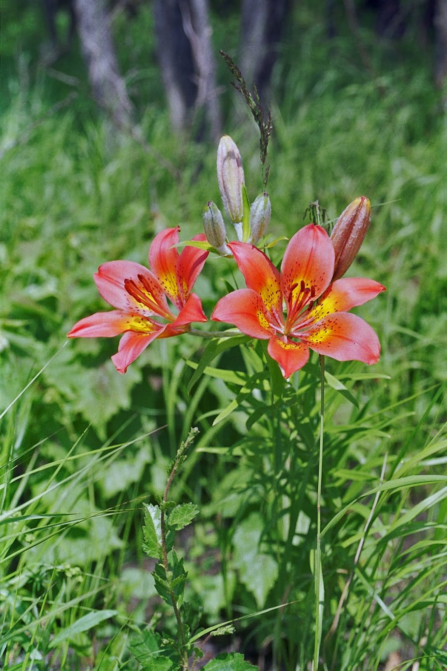 Лилия пенсильванская Даурская Lilium pensylvanicum
