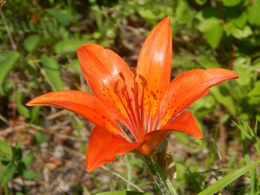 Лилия пенсильванская Даурская Lilium pensylvanicum