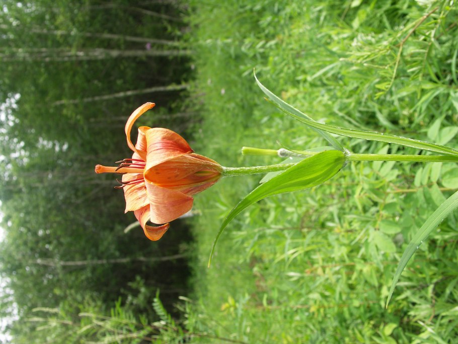 Лилия пенсильванская Даурская Lilium pensylvanicum