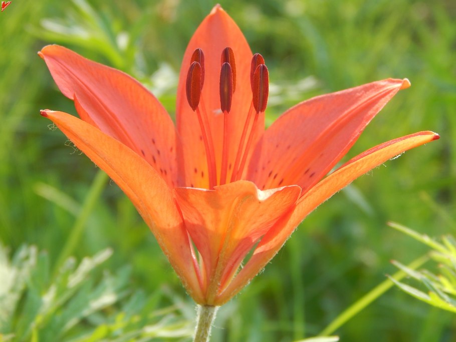 Сардана Даурская Лилия