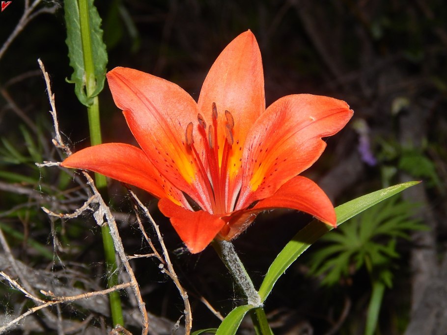 Лилия пенсильванская Сардана