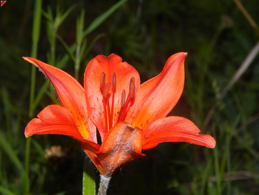 Лилия Даурская саранка