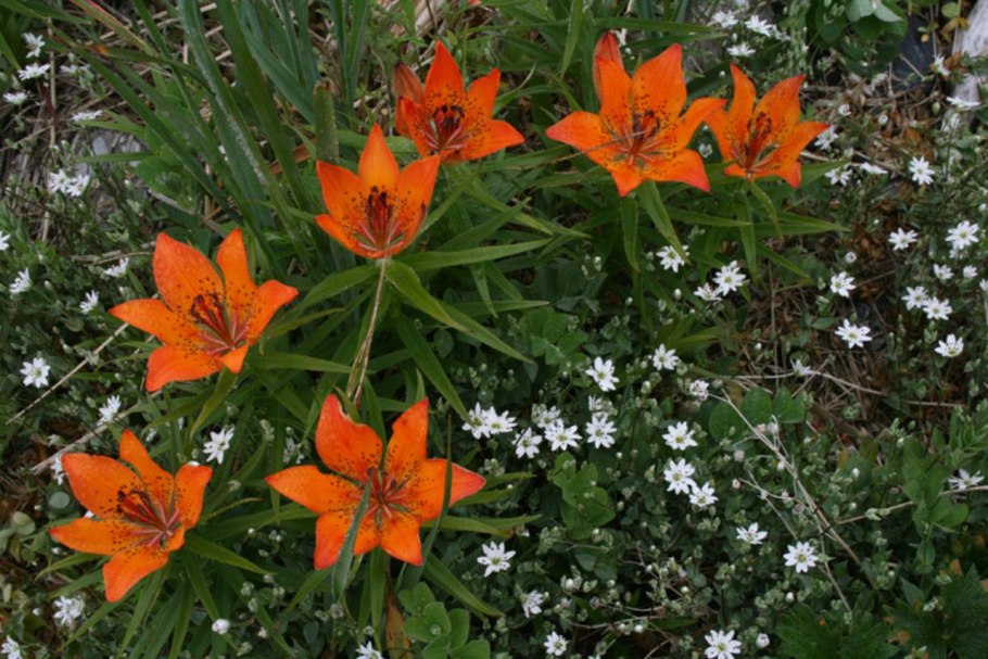 Лилия Даурская фото