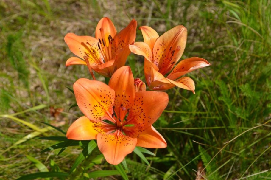 Лилия пенсильванская Даурская Lilium pensylvanicum