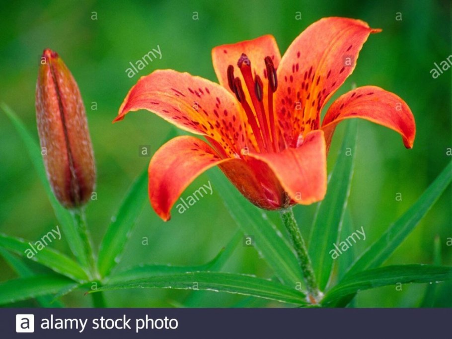 Даурский заповедник бабочки
