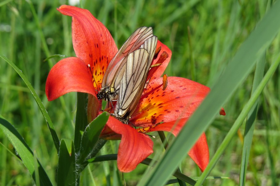 Лилия Пенсакола фото