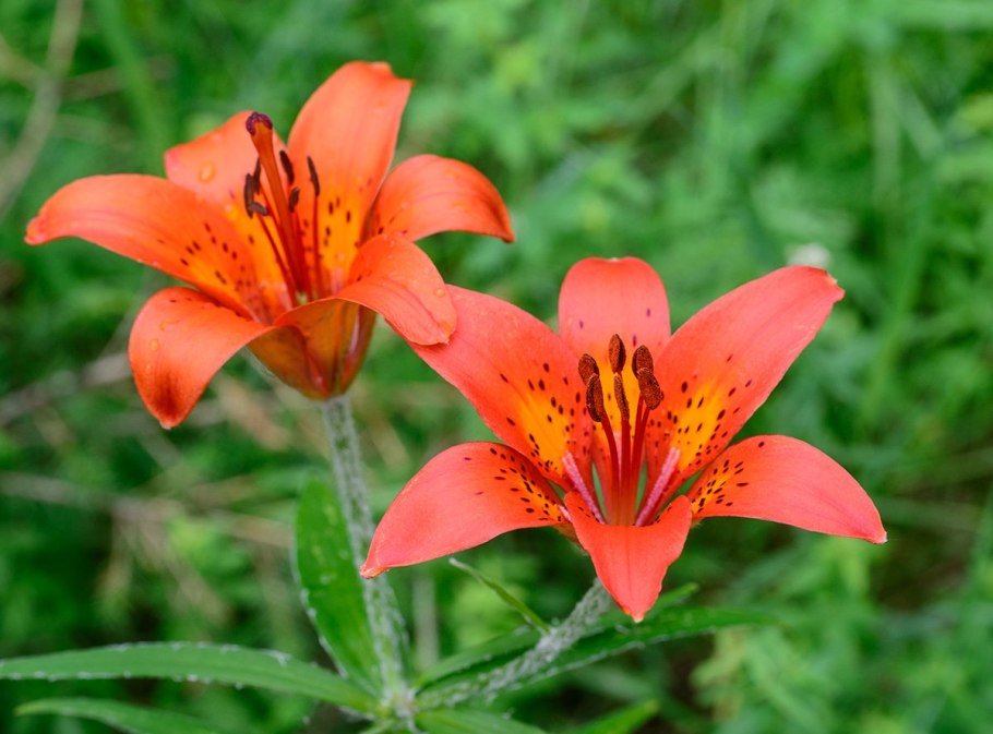 Оранжевая Лилия Буша