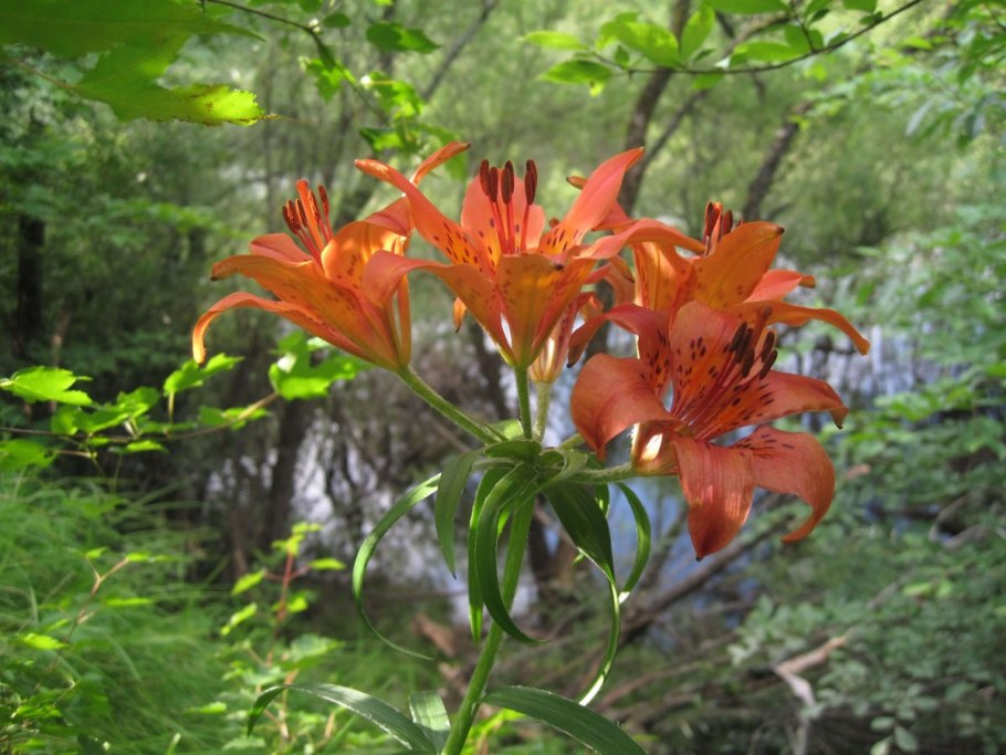Лилии Сахалина Дикие