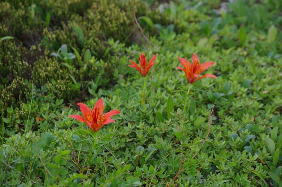 Лилия пенсильванская Даурская