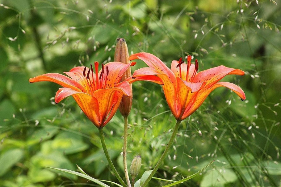 Лилия пенсильванская Даурская Lilium pensylvanicum