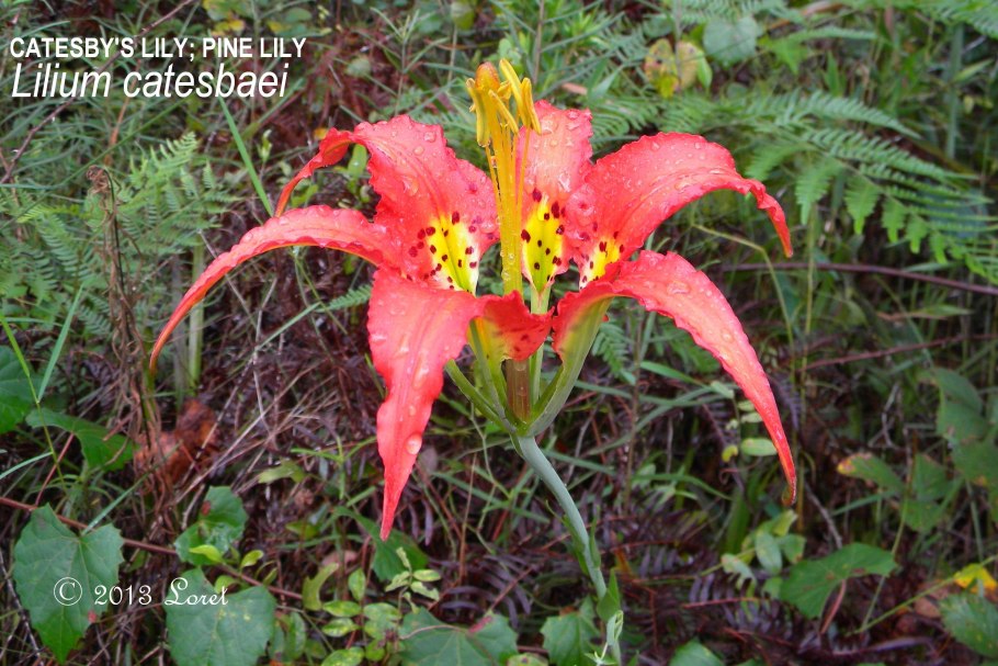 Лилия супербум