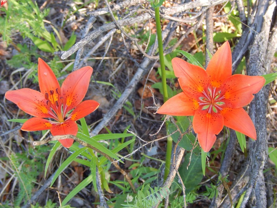 Lilium pensylvanicum