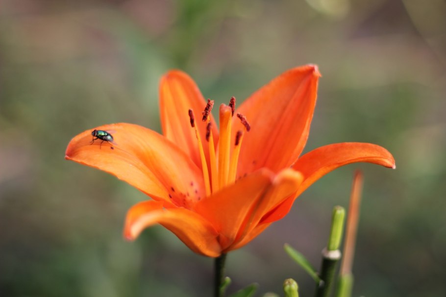 Лилия саранка красная