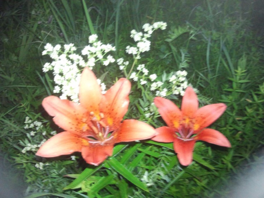 Лилия пенсильванская Даурская Lilium pensylvanicum