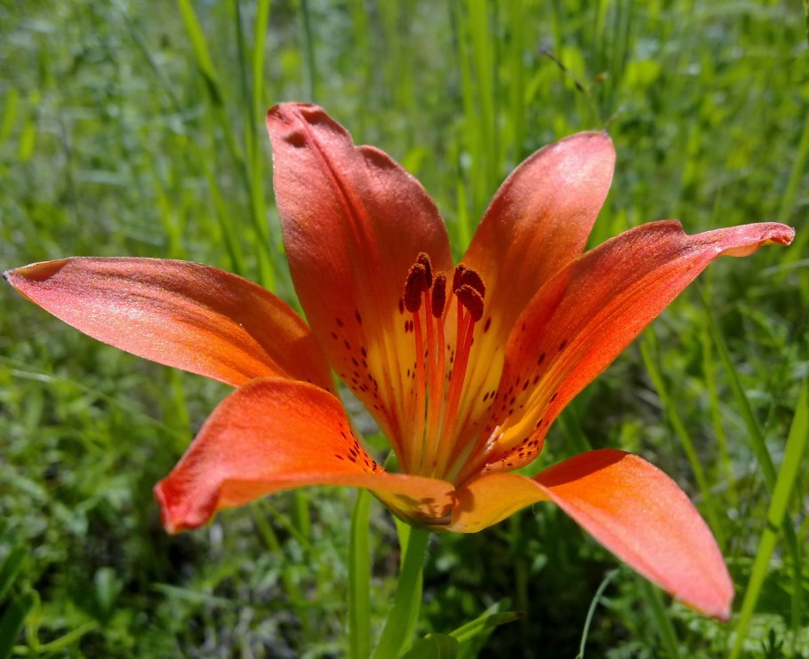 Лилия Даурская