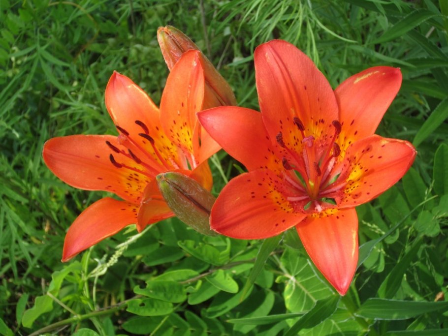 5. Лилия Даурская (пенсильванская)