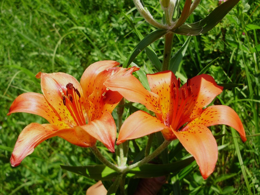 Растение Лилия пенсильванская