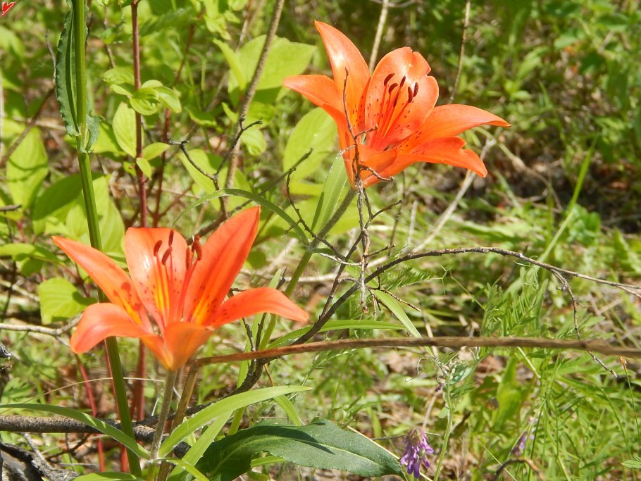 Сардаана сибэкки