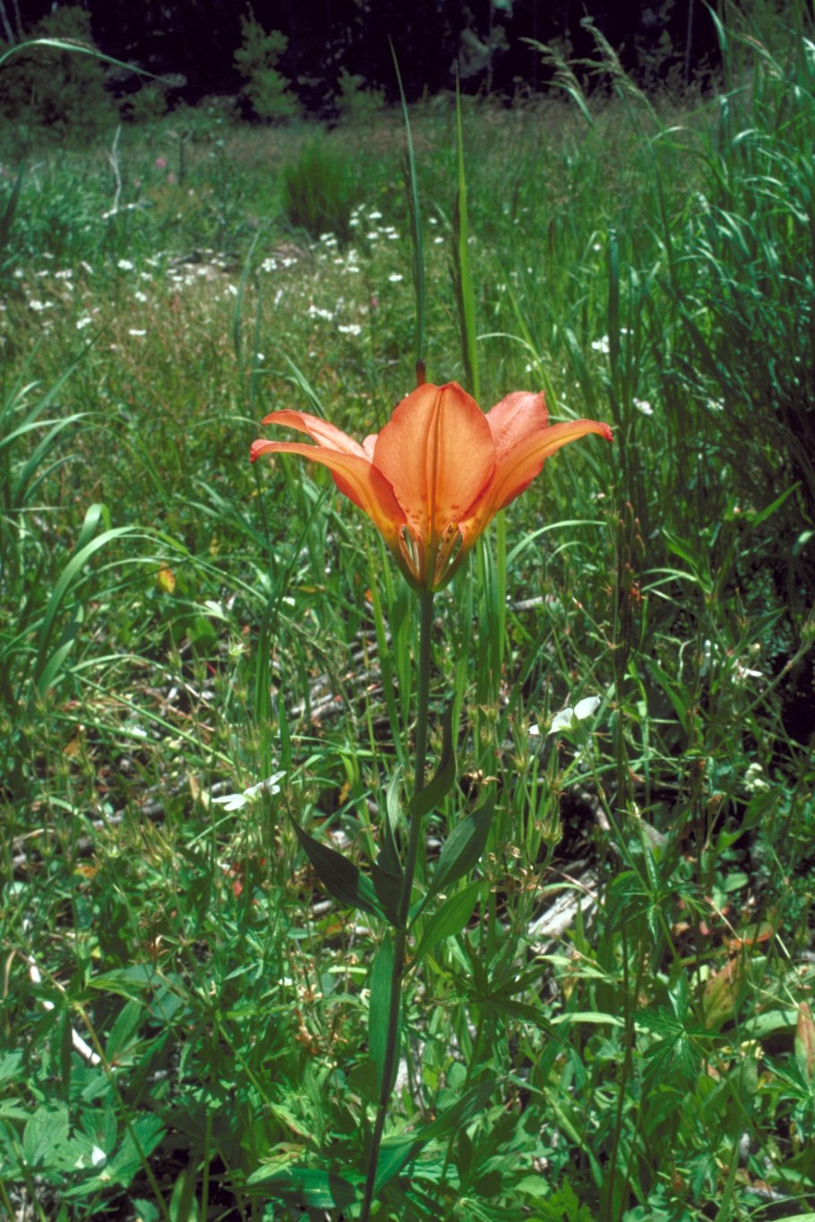 Lilium philadelphicum