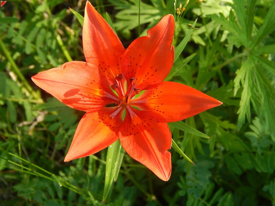 Лилия пенсильванская Сардана