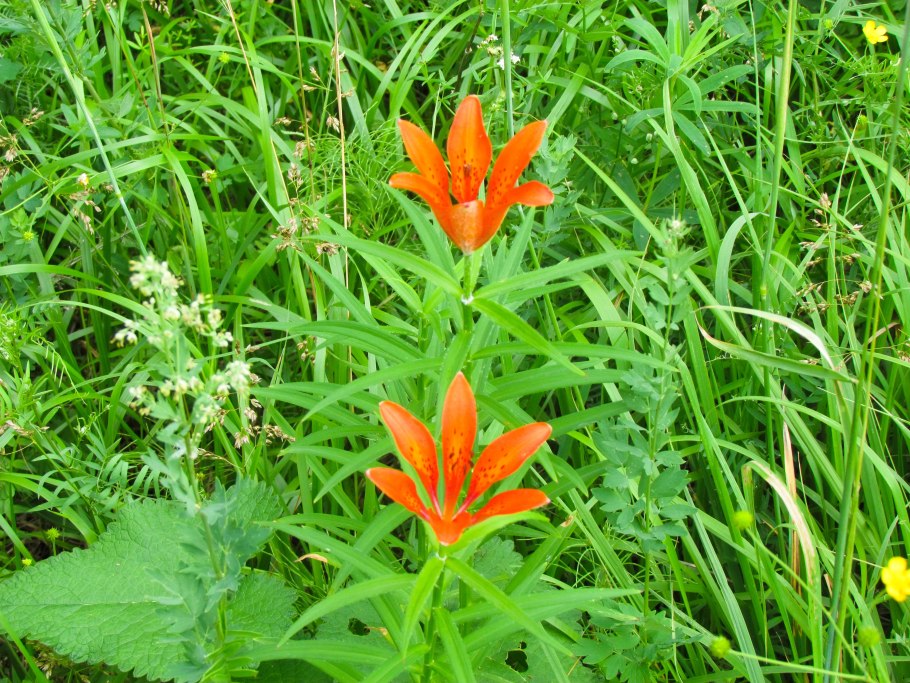 Лилия Циндаоская (Lilium tsingtauense