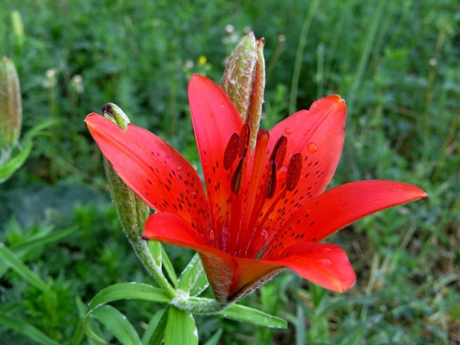 Лилия пенсильванская Даурская