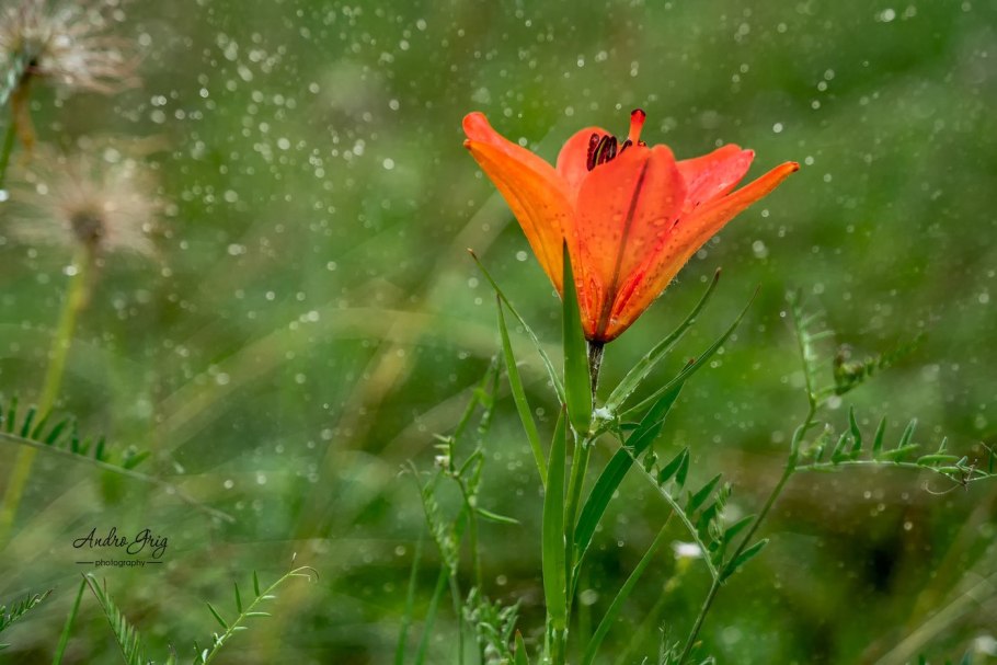 Сардаана цветок