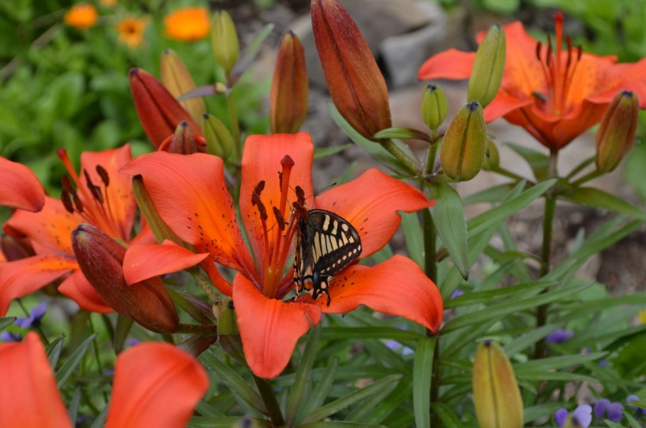 Тигровая лилия