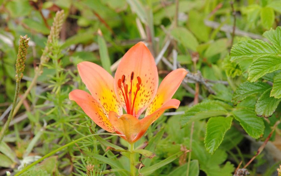 Lilium philadelphicum