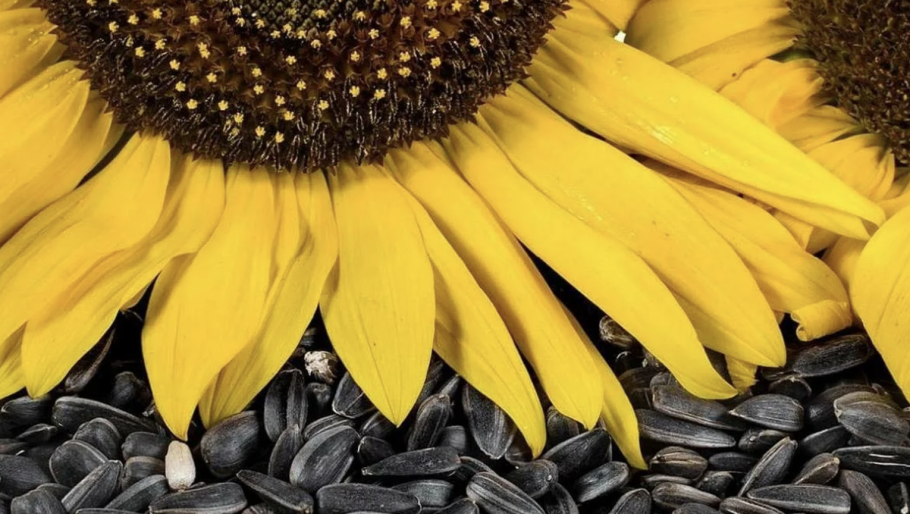 НСХ 6343 гибрид подсолнечника