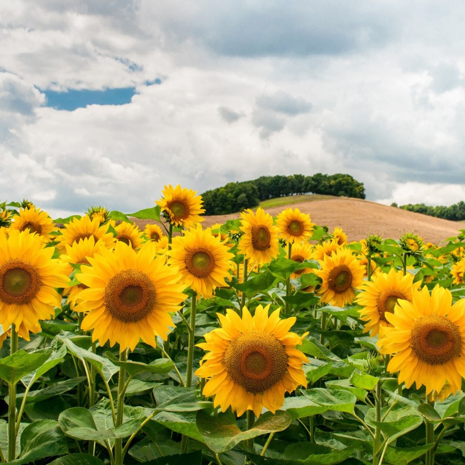 Подсолнечник Битюг