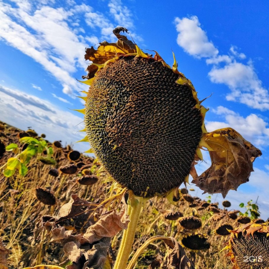 Гибрид подсолнечника Ягуар